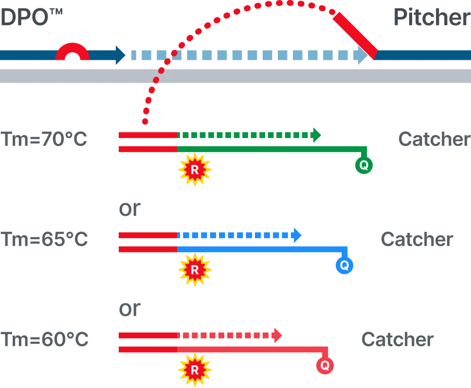 DPO™ mechanism diagram showing the Pitcher primer binding first and guiding the Catcher primer. Three catcher probes are shown with different melting temperatures: Tm=70°C with green catcher probe and quencher, Tm=65°C with blue catcher probe and quencher, and Tm=60°C with red catcher probe and quencher. Each catcher includes a reporter (R) and quencher (Q) for target-specific fluorescence detection.