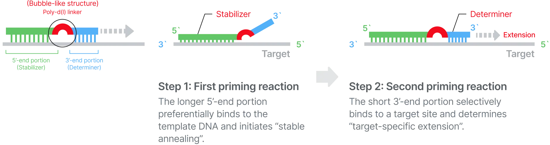 Diagram of DPO primer structure showing a bubble-like Poly-d(I) linker between a 5′ stabilizer region and a 3′ determiner region. Step 1: The long 5′-end portion binds the target DNA to initiate stable annealing. Step 2: The short 3′-end portion selectively binds to the target site and determines target-specific extension.